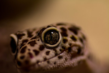 Eye of a Gecko / Gecko / ublepharis macularius