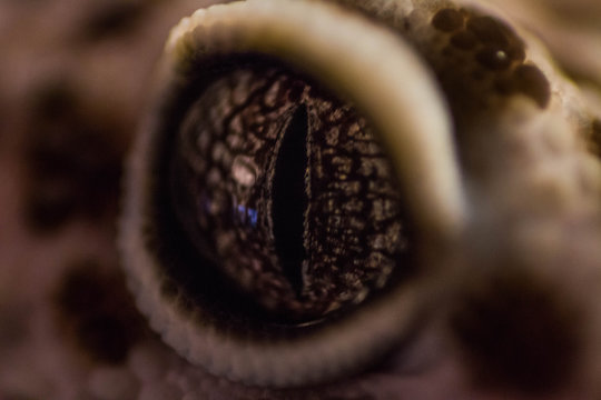 Eye of a Gecko / Gecko / ublepharis macularius