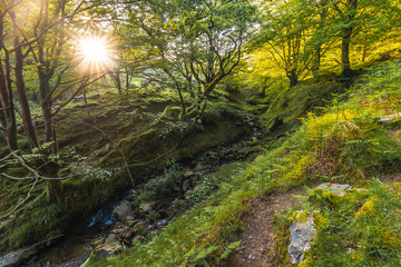 A river in the middle of a beech forest on the path up to Monte Adarra in Urnieta, near San Sebastian. Gipuzkoa, Basque Country
