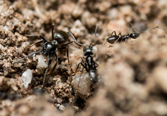 Black ants at work