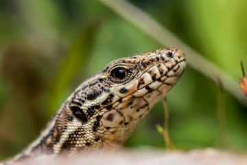 Lizard