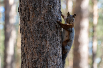 squirrel sits on a tree with a walnut in its teeth