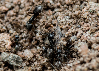 Black ants at work
