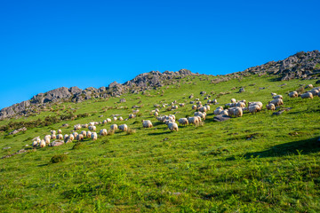 Fototapeta na wymiar A herd of sheep on top of Monte Adarra in Urnieta, near San Sebastian. Gipuzkoa, Basque Country