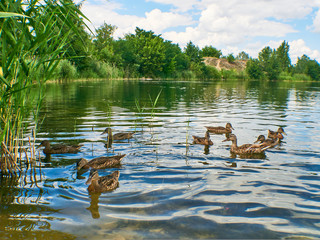 The mallard or wild duck Anas platyrhynchos. Duck with youngs on branch lying in water