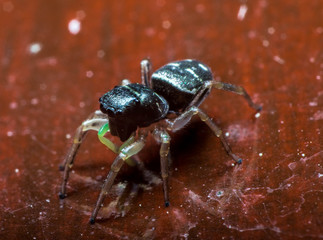 Green leged jumping Spider