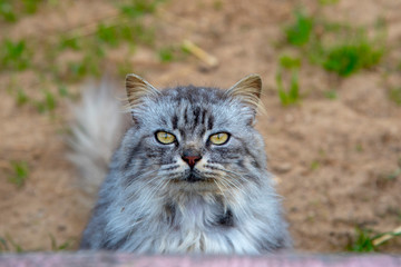 Naklejka na ściany i meble Portrait of a furry cat with huge eyes.