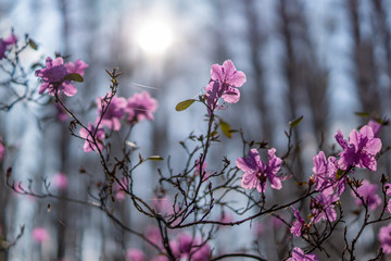 Purple rosemary bush in backlight