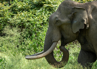 Obraz premium elephant - wild