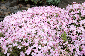 Obraz premium Phlox hybr. (Polemoniaceae), outdoor plants 2020