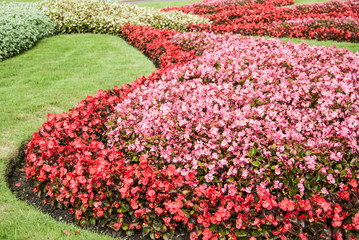 Field of colorful tulips