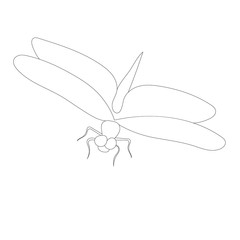 vector, isolated, outline dragonfly, white background