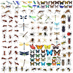 set of insects, butterflies, ant, spiders, dragonflies © zolotons