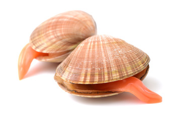 Clams on white background