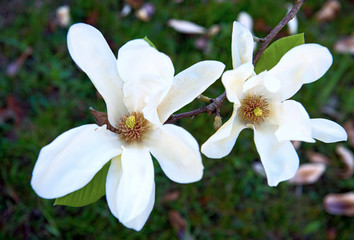 Beautiful white magnolia flowers. Concept of environment care and ecology. Wonderful natural beauty.