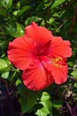 Yellow, orange and red hibiscus flower in bloom