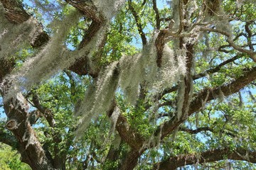 Spanish moss (tillandsia usneoides) hanging from trees in South Carolina