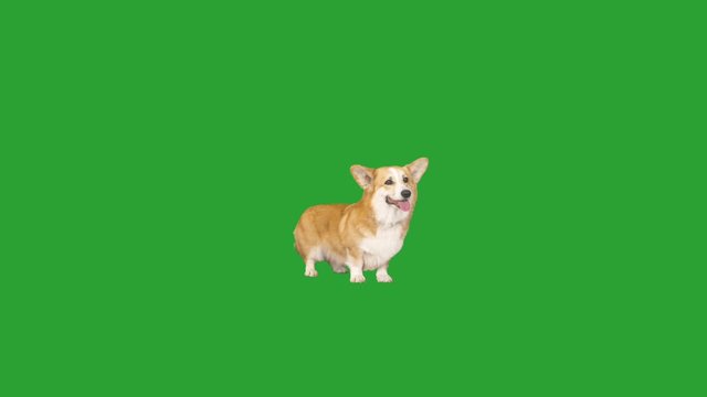 welsh corgi dog standing and looking on green screen