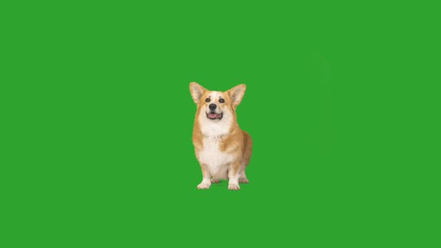 welsh corgi waving tail, looking and barking on a green screen