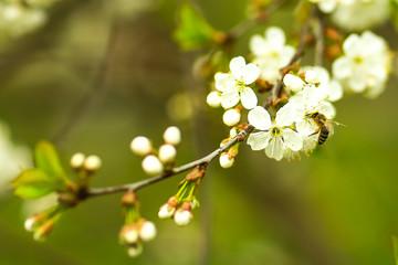 Branch of the blooming tree