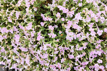 Obraz premium Phlox hybr. (Polemoniaceae), outdoor plants 2020