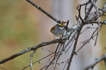 Bruant à gorge blanche sur sa branche
