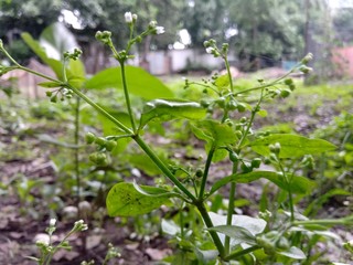 fresh green pepper