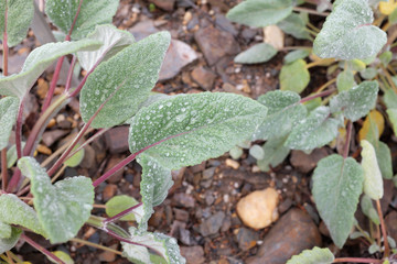 Rhodiola linearifolia (Crassulaceae), outdoor plants 2020