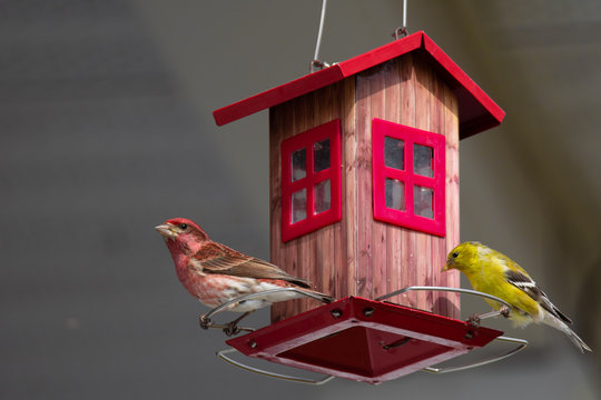 Roselin et chardonneret &agrave; la mangeoire