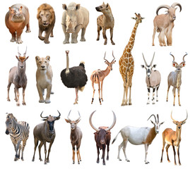 collection of africa animal isolated