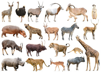 collection of africa animal isolated