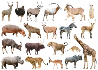 Fotobehang verzameling van geïsoleerde Afrikaanse dieren © anankkml