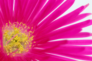Obraz premium close-up of purple flower with yellow star pistil