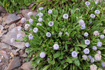 Globularia nudicaulis (Plumbaginaceae), outdoor plants 2020