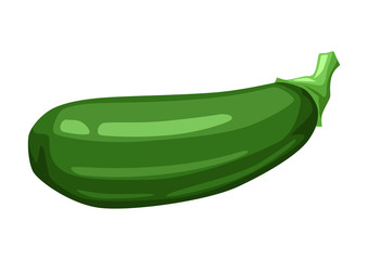 Illustration of green ripe zucchini.
