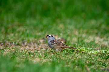 Bruant à gorge blanche