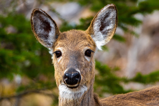 Cerf de Virginie sauvage en for&ecirc;t canadienne au Qu&eacute;bec