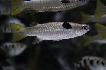 squaretail mullet (ellochelon vaigiensis), a silvery fish with a beautiful scale