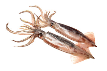 Fresh squid isolated on white background 