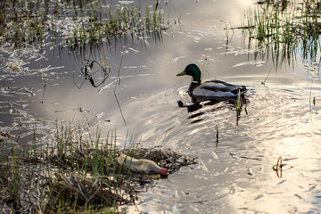 birds in the swamp swim and look for food among garbage and garbage, plastic bottles and other...