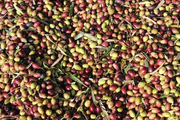 Harvested olives unloaded from truck to press hopper in olive oil mill in Greece.
