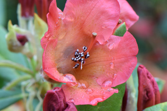 Rhody Bilder – Durchsuchen 300 Archivfotos, Vektorgrafiken und Videos ...