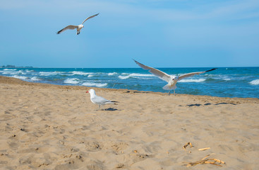 Fototapeta na wymiar Seagulls on the beach, Spain