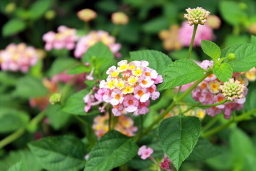 Lantana camara Pink flowers in the garden