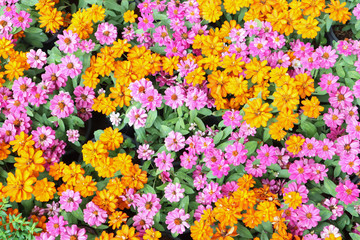 Photo of many  daisy and zinnia flowers in the outdoor garden show colorful colors.