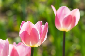 Pink tulips in spring