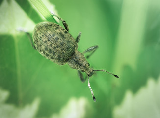Weevil beetle on a leaf