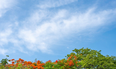 colorful of blue sky with flower and tree on foreground