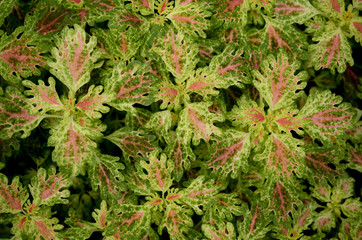 Green leaves and soft red vein patterns for natural background. A group of colorful green leaf in a tropical garden with a dark backdrop.