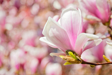 Magnolia  Blüte am Baum, pinke Blumen im warmen April Wetter